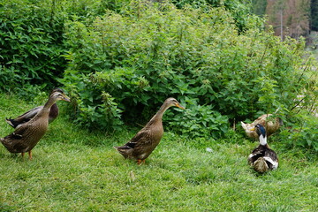 Laufenten, Enten auf der Wiese, Entenfamilie, helfen gegen Schnecken - running Ducks 