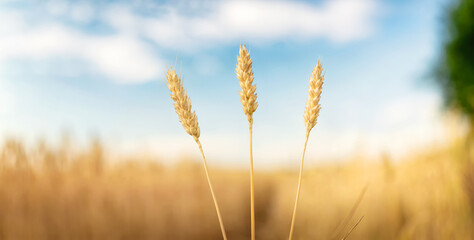 Three ears on a wheat field