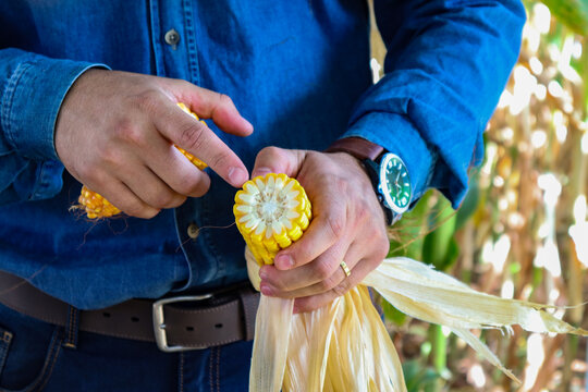 Homem segurando milho