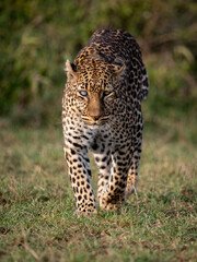 Fototapeta na wymiar A Leopard in Africa 