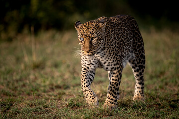 A Leopard in Africa 