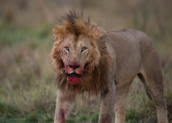 A Bloody Male Lion in Africa