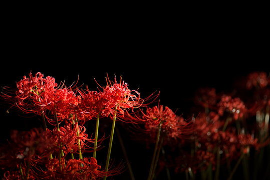 彼岸花 Images Browse 24 192 Stock Photos Vectors And Video Adobe Stock 彼岸花 Images Browse 24 192 Stock Photos Vectors And Video Adobe Stock