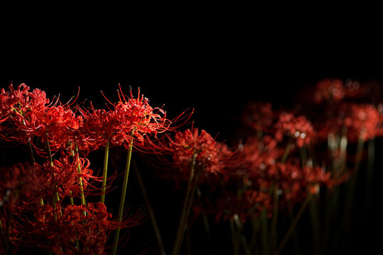彼岸花 の画像 23 510 件の Stock 写真 ベクターおよびビデオ Adobe Stock