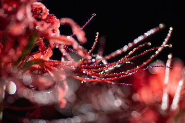 満開の彼岸花
