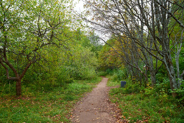 Fototapeta premium Trees in the autumn forest with yellow leaves