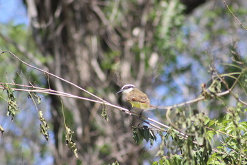 birds