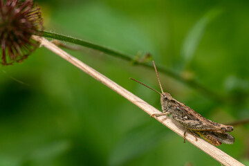 Cricket