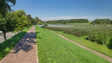 Elbmarsch Hamburg Francop im Herbst Obstplantage