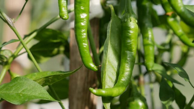Ripening green chili pepper on the branches in greenhouse. Cultivation of healthy vegetables. Organic farming business.