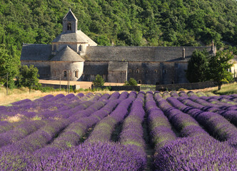 Blooming Lavender Field In Front Of The Ancient Abbey Abbaye De Senanque In The High Plain Vaucluse Near Valensole France On A Beautiful Summer Day