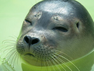 Naklejka premium Close up of the head of a cute harbour or common seal in Seal Sanctuary Ecomare on the island of Texel, Netherlands