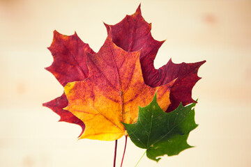 Multocolored maple leaves on wooden background. Autumn leaf