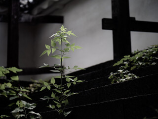 お城の壁際に生えた草