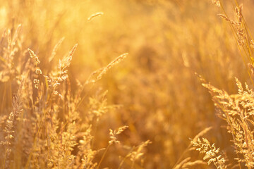 Fototapeta premium Golden field meadow grass. Summer natural rustic landscape. Copy space. Soft focus