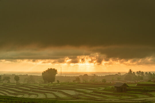 the view of the evening when it rains and the sunset rises shining in the rice fields