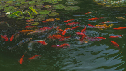 carp in the pond (연못의 잉어떼)