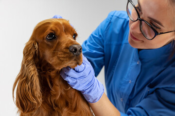 Close- up brown spaniel dog with drooping ears and female vet doctor, veterinary isolated on white...