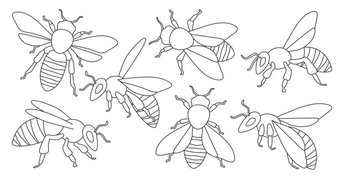 Honey bee isolated outline set icon. Vector illustration animal of honeybee on white background. Vector outline set icon honey bee .