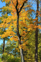 Fototapeta premium autumn trees in the park