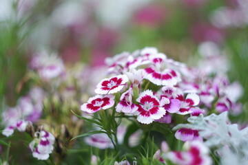 pink and white carnation flowers