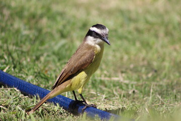 BIRDS