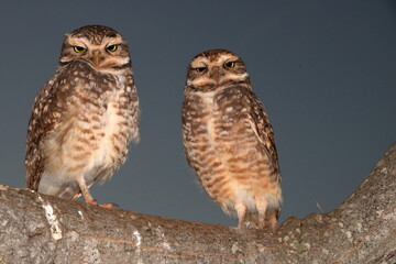 Owl just looking