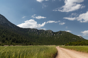 Road between wheat field