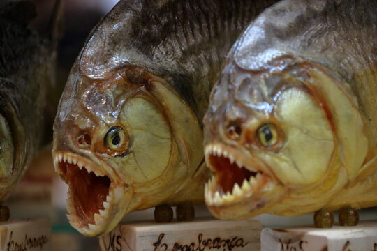 Piranhas Empalhadas / Embalmed Piranha