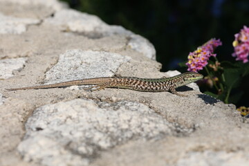 Green lizard sits on rocks and bask in the sun