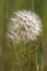 Fototapeta premium Dandelion in a field
