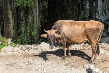 Lonely skinny cow in the sun in the Caucasus mountains.