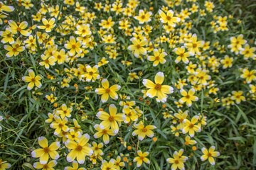 arizona or apache beggarticks also known as bur marigolds