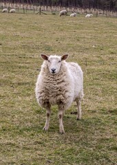 woolly sheep posing for the camera