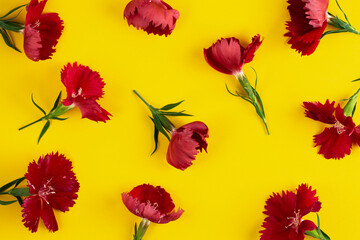 Flowers pattern on yellow of bright red carnations, top view.