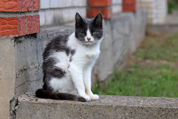White gray cat sitting on a street. Portrait of animal outdoors near the house wall
