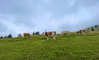 Fototapeta premium brown cows on a meadow in the austrian mountains