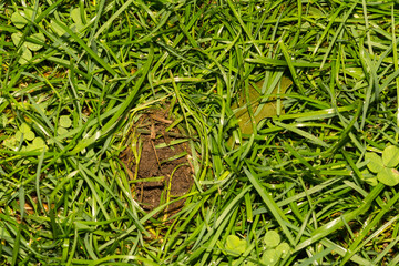 Typical hole with swirled grass left behind from a Striped Skunk grubbing for food.