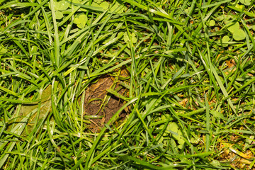 Typical hole with swirled grass left behind from a Striped Skunk grubbing for food.