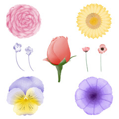 Watercolor hand drawn flower set vector
