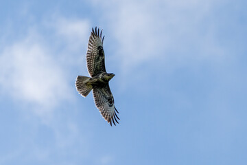 Greifvogel in der Luft