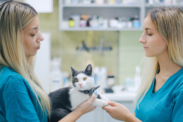 Two women veterinarians holding a cat pet portrait in a veterinary hospital © DaliCeMedia