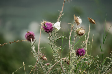 Thistles on Radobýl hill, Czech Central Highlands