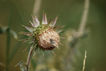 Thistle on Radobýl hill, Czech Central Highlands