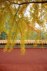 the trees and red wall in Forbidden City