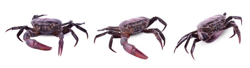 Ricefield crab (Freshwater crab) isolated on white background, Somanniathelphusa