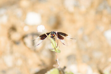 ants on the flower