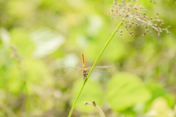 dragonfly on the grass