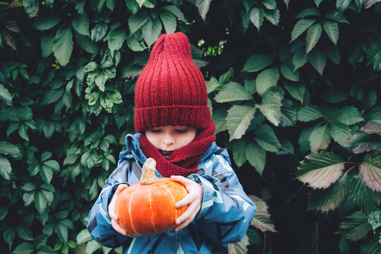 Child holding a ripe pumpkin, preparing for the holidays