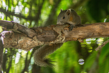 squirrel on a tree